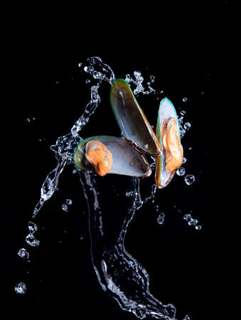 Mussels on the flaps with water splashの写真素材