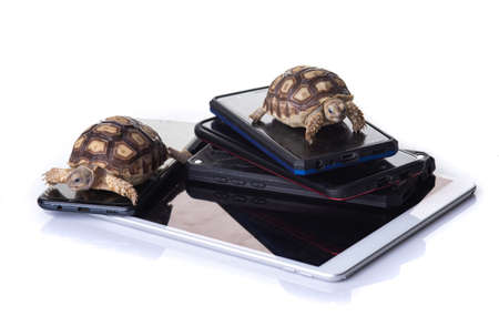 Turtle on smartphone , technology fast slow concept , isolated on white backgroundの写真素材