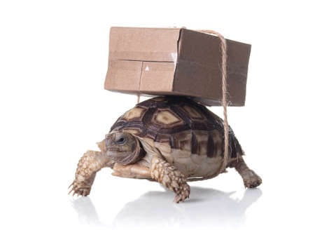 Close-up turtle with shipping box on a back,Slow delivery on turtleの写真素材