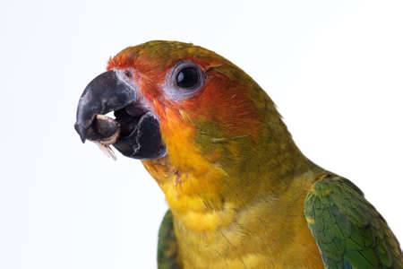 Head shot of sun conure parrot is eatting seed of sun flower isolated on white backgroundの写真素材