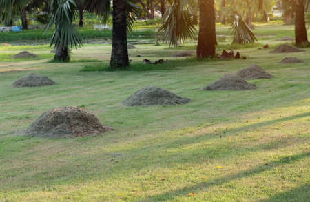 Pile of mown lawn grass in the spring garden