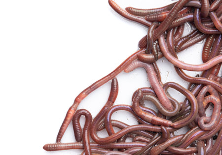 Earthworms close-up on a white background for farmers and fishermenの写真素材