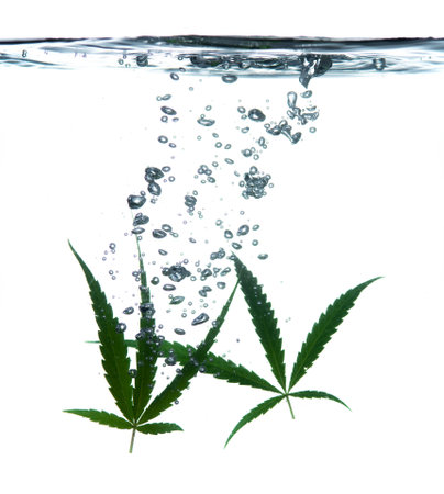 Cannabis leaf, marijuana leaf in water on whiteの写真素材