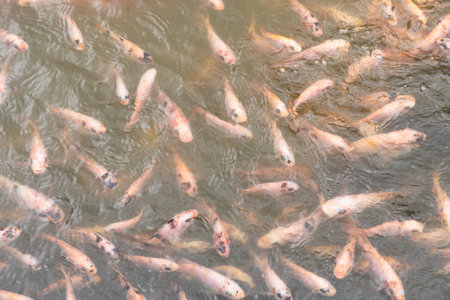 Orange and white pomegranate fish in the riverの写真素材