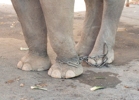 Chained foot of elephant in captivity, Thailandの写真素材