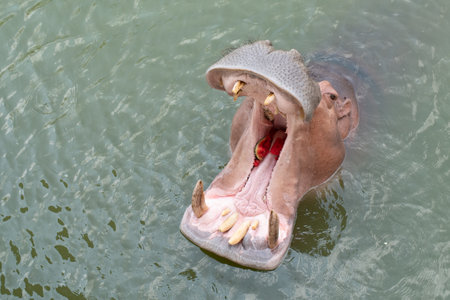Hippopotamus showing huge jaw and teethの写真素材