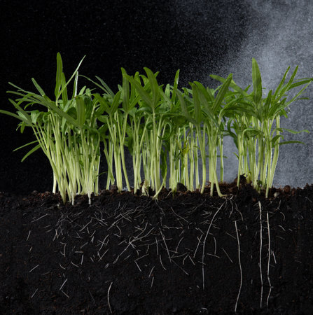 Growing plant with underground root visible in soil , fresh green morning glory plant