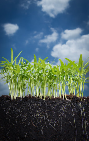 Growing plant with underground root visible in soilの写真素材