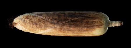 Corn grilled, yellow corn grilled on black backgroundの写真素材