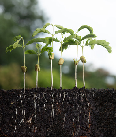 Growing plant with underground root visible and sky nature background,Tamarind planting