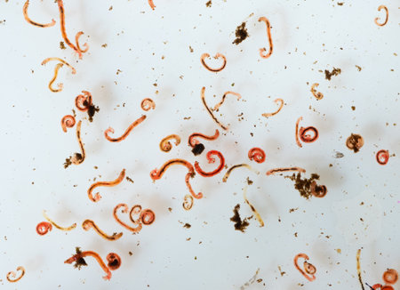 common earthworm in water,red worm