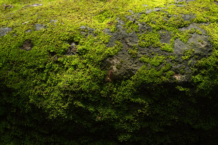 Beautiful green moss on the floor, moss closeup, macro. Beautiful background of moss for wallpaper.