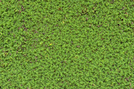 grail, duckweed in public canalsの写真素材