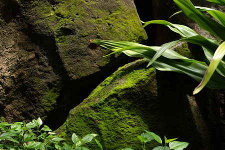 Beautiful green moss on the floor, moss closeup, macro. Beautiful background of moss for wallpaper.の写真素材
