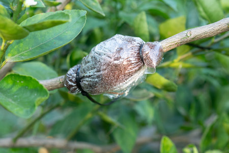 Lime propagation , grafting tree plant on lemon tree branch in organic agriculture farmの写真素材