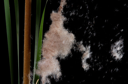 Typha angustifolia. Broadleaf cattail also known with seeds float away in the wind which known as seed dispersalの写真素材