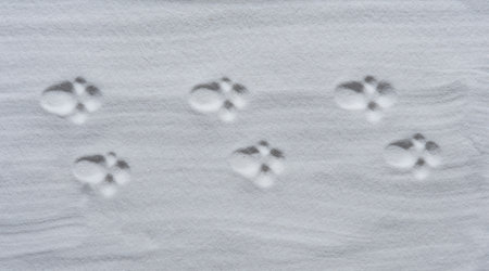 Dog footprint on white sand background