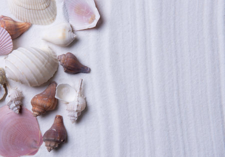 Seashells on white sand. Sea summer vacation background with space for the text. Top viewの写真素材