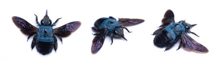Blue bumblebee isolated on white. Xylocopa caerulea macro close up, collection insects, hymenoptera, entomologyの写真素材