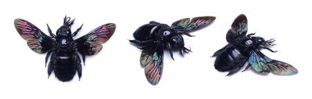 Black bumblebee isolated on white. Xylocopa caerulea macro close up, collection insects, hymenopteraの写真素材