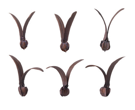 Dipterocarpus alatus Roxb Seeds isolated on white background.の写真素材