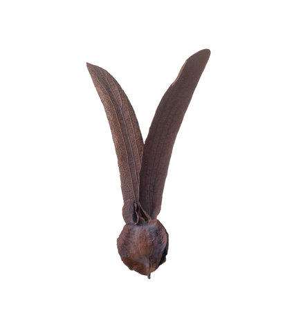 Dipterocarpus alatus Roxb Seeds isolated on white background.の写真素材