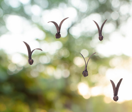 Dipterocarpus alatus Roxb Seeds on the green blurred backgroundの写真素材