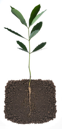 Growing plant with underground root visibleの写真素材