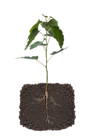 Growing plant with underground root visible,on white background,and sky nature backgroundの写真素材