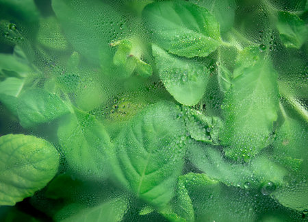 Green basil leaf through the glass with waterdrops background,Abstract Nature blur background.の写真素材