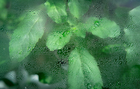 Green basil leaf through the glass with waterdrops background,Abstract Nature blur background.