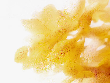 Yellow orchid through the glass with waterdrops background,Abstract Nature blur background.の写真素材