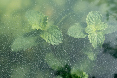 Fresh mint leaves through the glass with waterdrops background,Abstract Nature blur background.の写真素材
