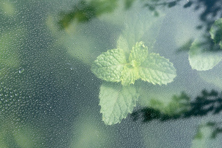 Fresh mint leaves through the glass with waterdrops background,Abstract Nature blur background.の写真素材