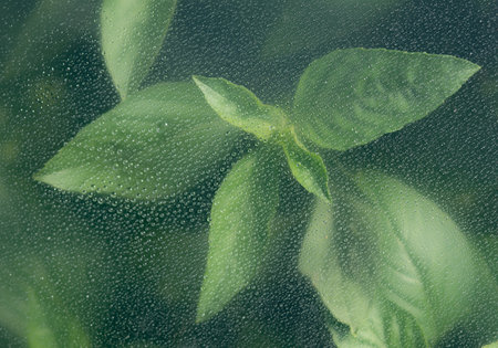 Growing basil through the glass with waterdrops background,Abstract Nature blur background.の写真素材