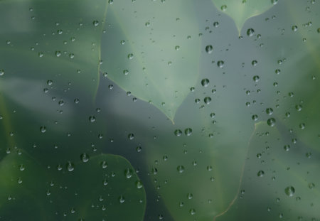 Leaf through the glass with waterdrops background,Abstract Nature blur background.の写真素材