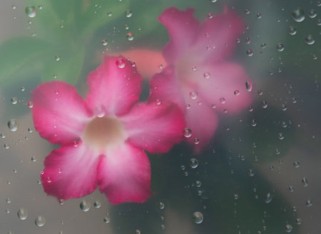 pink Adenium obesum flower through the glass with waterdrops background,Abstract Nature blur background.の写真素材