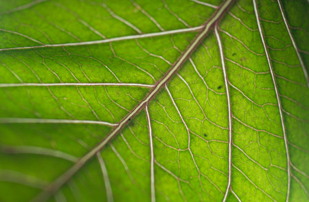 Green leaf texture, close up of green leaf with veins and patternの写真素材