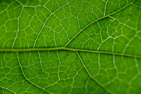 Green leaf texture, close up of green leaf with veins and patternの写真素材