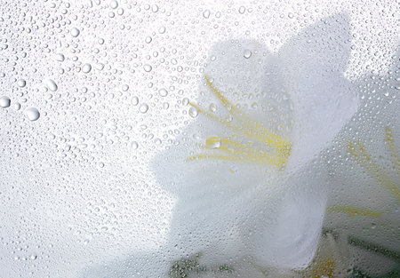 White flower through the glass with waterdrops background,Abstract Nature blur background.の写真素材