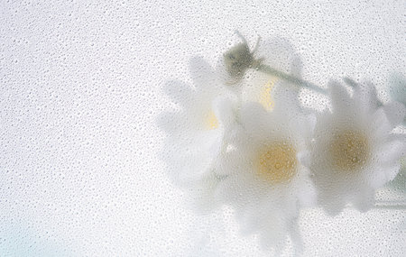 White flower through the glass with waterdrops background,Abstract Nature blur background.の写真素材