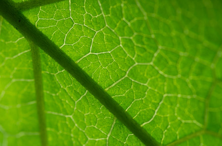 Green leaf texture, close up of green leaf with veins and patternの写真素材