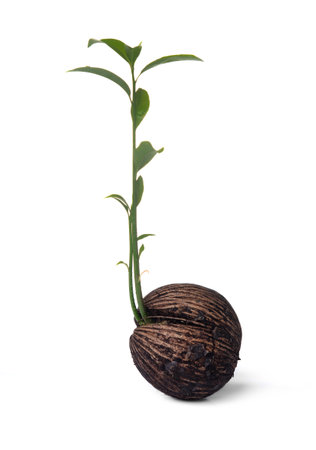 Green seedling growing from dry Cerbera odollam Gaertn seed on white backgroundの写真素材