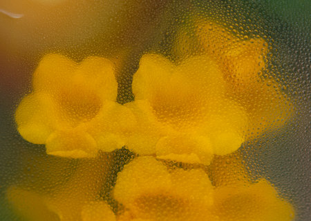Yellow flowers through the glass with waterdrops background,Abstract Nature blur background.の写真素材