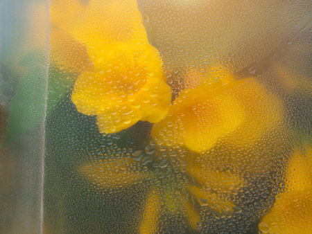 Yellow flowers through the glass with waterdrops background,Abstract Nature blur background.の写真素材
