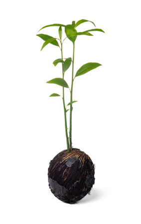 Green seedling growing from dry Cerbera odollam Gaertn seed on white backgroundの写真素材