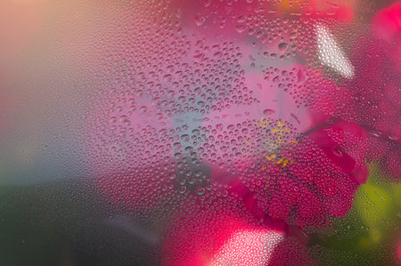 Red flower through the glass with waterdrops background,Abstract Nature blur background.の写真素材
