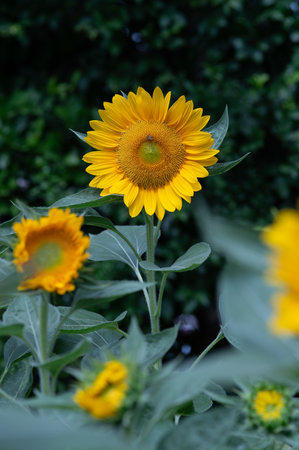 bright yellow sunflowers in full bloomの写真素材