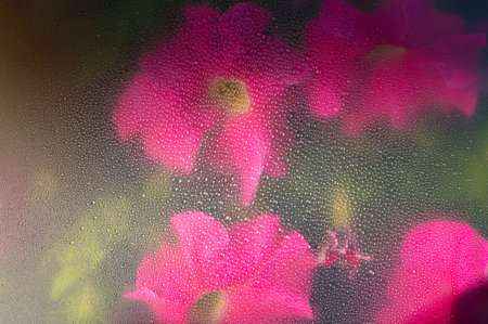 Red flower through the glass with waterdrops background,Abstract Nature blur background.の写真素材