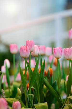 Pink tulips blooming in a colorful garden during springの写真素材